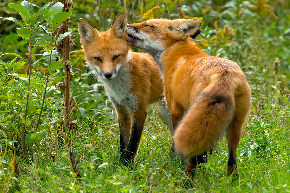 Foxes