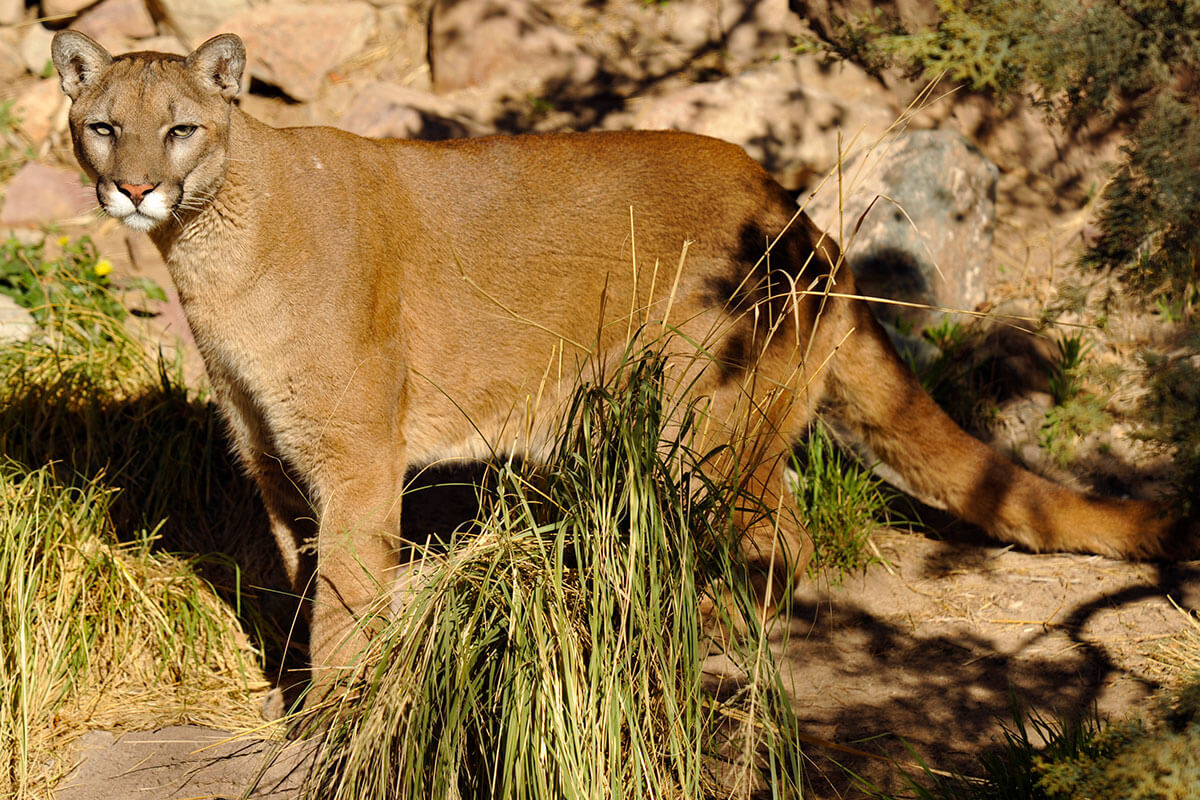 Mountain Lion