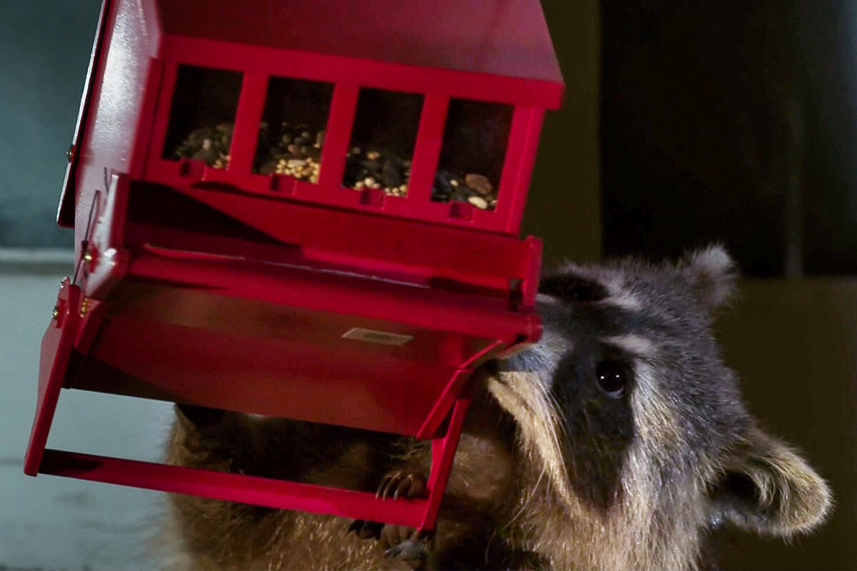 Racoon Getting Into Bird Feeder