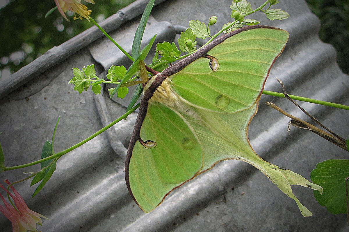 Luna Moth