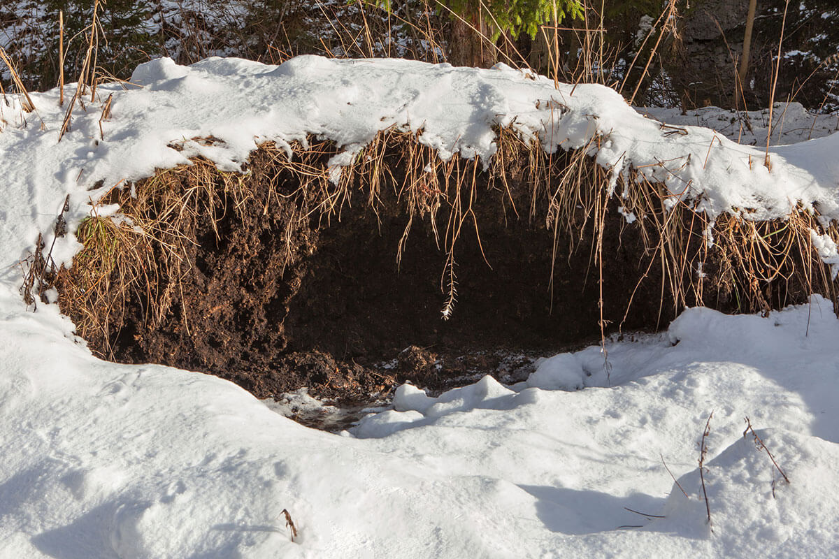 Bear Hibernation Den