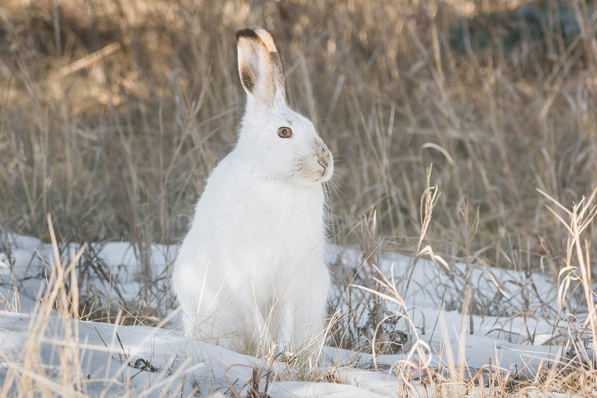 Snowshoe Hare