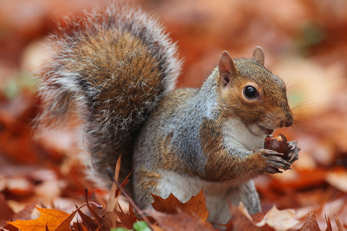 Squirrel with Acorn