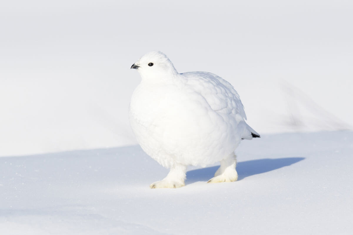 Willow Ptarmigan Arctic Grouse