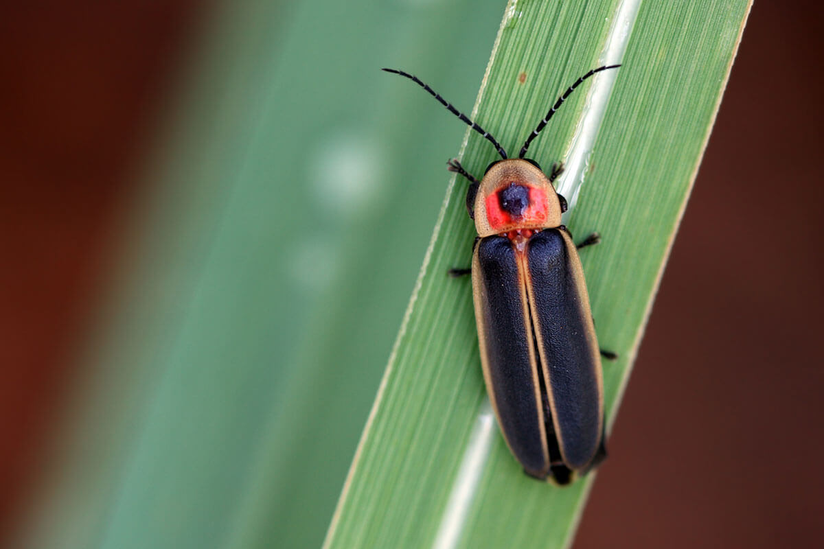 Lightning Bug