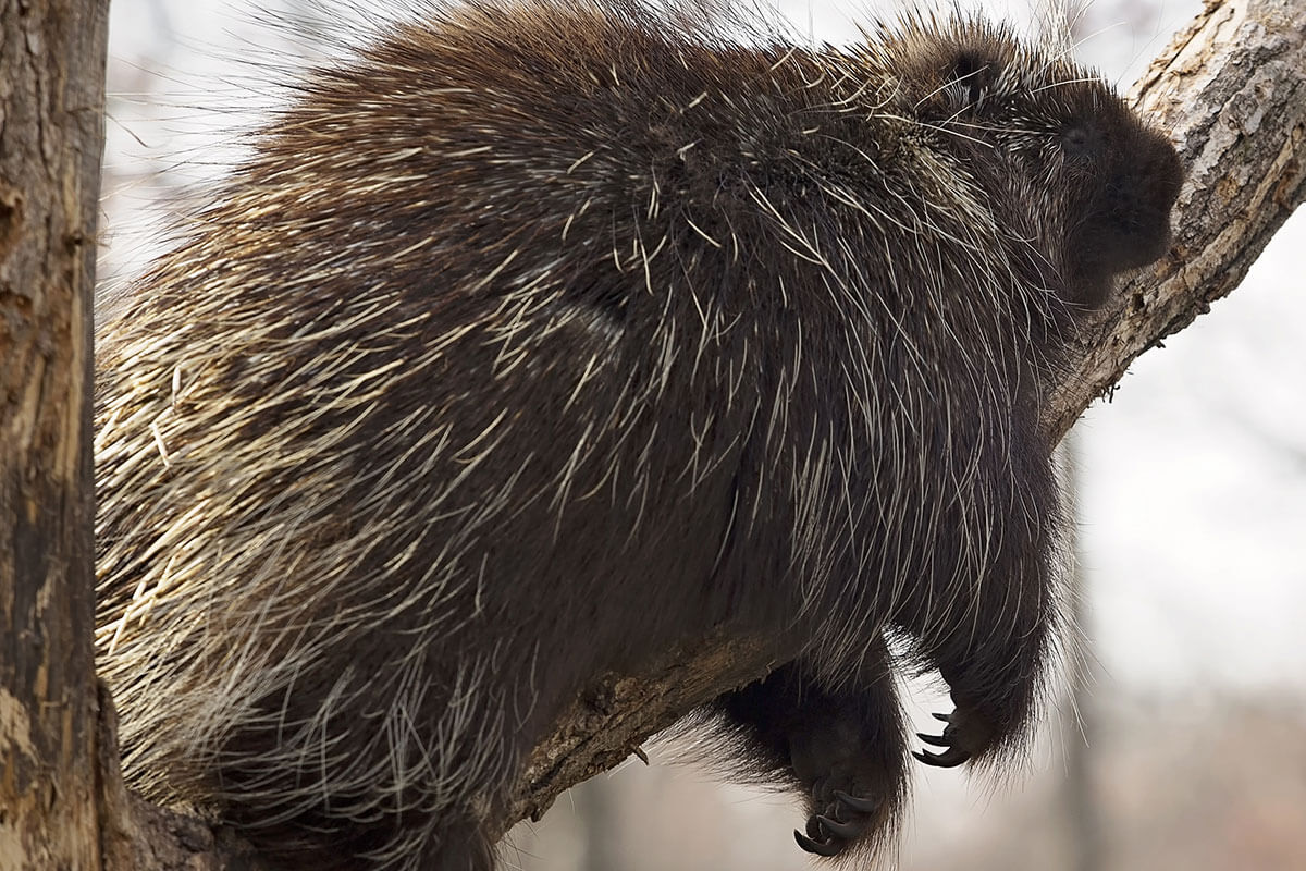 North American Porcupine